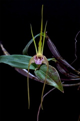 Dendrobium tetragonum