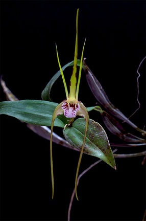 Dendrobium tetragonum