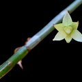 Dendrobium tetrodon