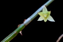 Dendrobium tetrodon