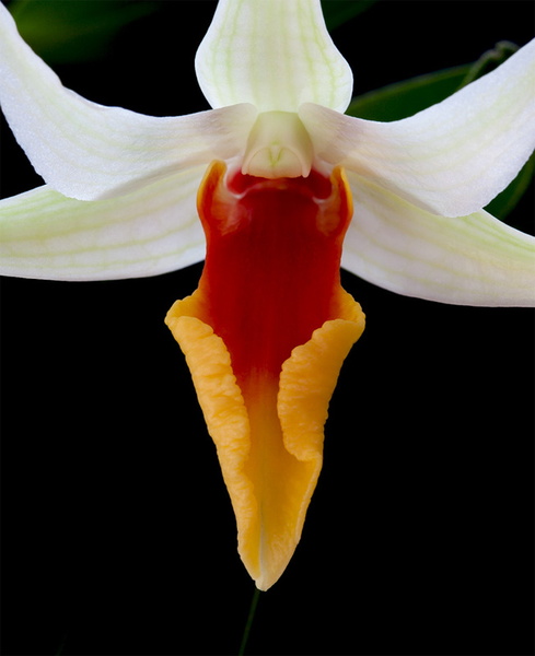 Dendrobium_tobaense_draconis4.jpg