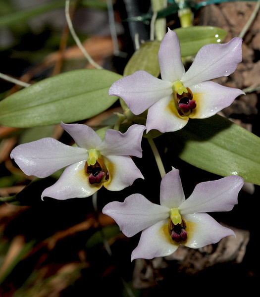 Dendrobium_trantuanii1.jpg