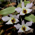Dendrobium trantuanii