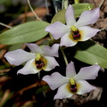 Dendrobium trantuanii