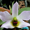 Dendrobium trantuanii