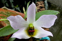 Dendrobium trantuanii