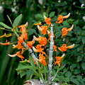 Dendrobium_unicum1.jpg