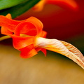 Dendrobium unicum