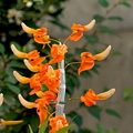 Dendrobium unicum