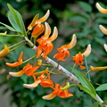 Dendrobium unicum