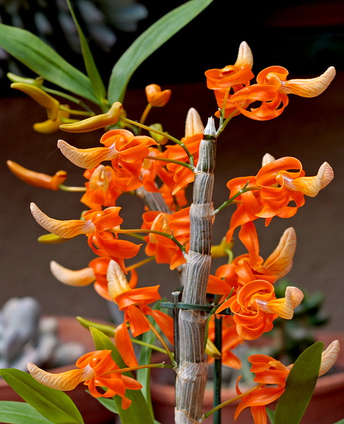 Dendrobium unicum