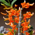 Dendrobium unicum