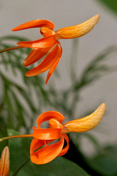 Dendrobium_unicum5.jpg