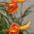 Dendrobium unicum