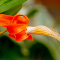 Dendrobium unicum