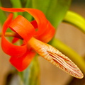 Dendrobium unicum