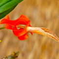 Dendrobium unicum