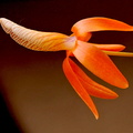 Dendrobium unicum