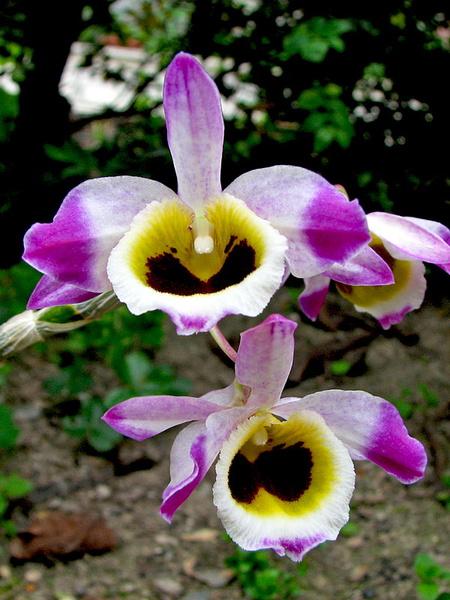 Dendrobium_wardianum1.jpg