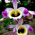 Dendrobium wardianum