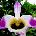 Dendrobium wardianum