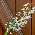 Dendrobium wassellii