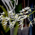 Dendrobium wassellii
