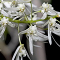 Dendrobium wassellii