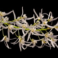 Dendrobium wassellii