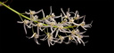 Dendrobium wassellii