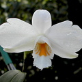 Dendrobium wattii