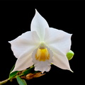 Dendrobium wattii