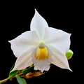 Dendrobium_wattii3.jpg