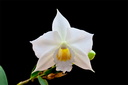 Dendrobium wattii