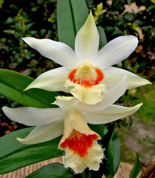 Dendrobium williamsonii