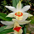 Dendrobium williamsonii