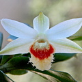 Dendrobium williamsonii