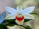 Dendrobium williamsonii