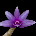 Dendrobium yeageri