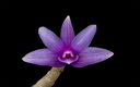 Dendrobium yeageri