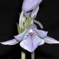 Calanthe_masuca1.jpg