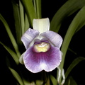 Cochleanthes discolor