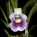 Cochleanthes_discolor1.jpg