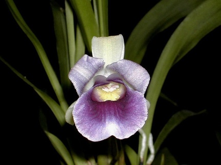 Cochleanthes discolor