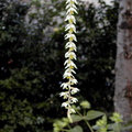 Dendrochilum cobbianum