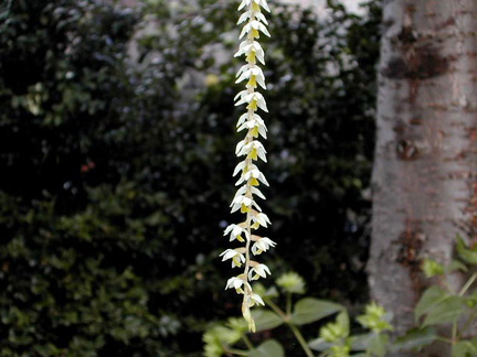 Dendrochilum cobbianum