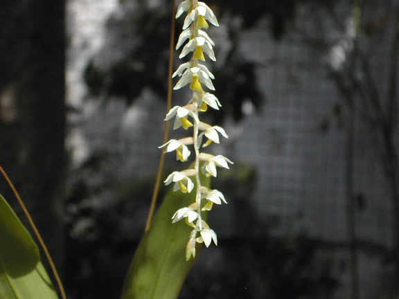 Dendrochilum cobbianum