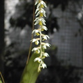 Dendrochilum cobbianum