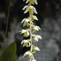 Dendrochilum cobbianum