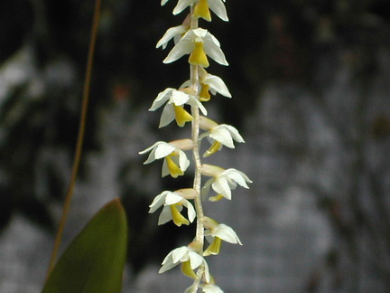 Dendrochilum cobbianum